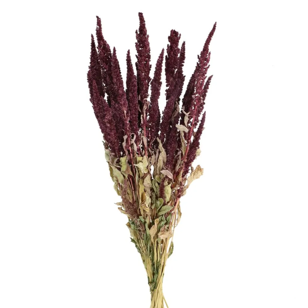 Pomax Fleurs-COLLITA - fleurs séchées - amaranthus natural - H 60 cm - vin