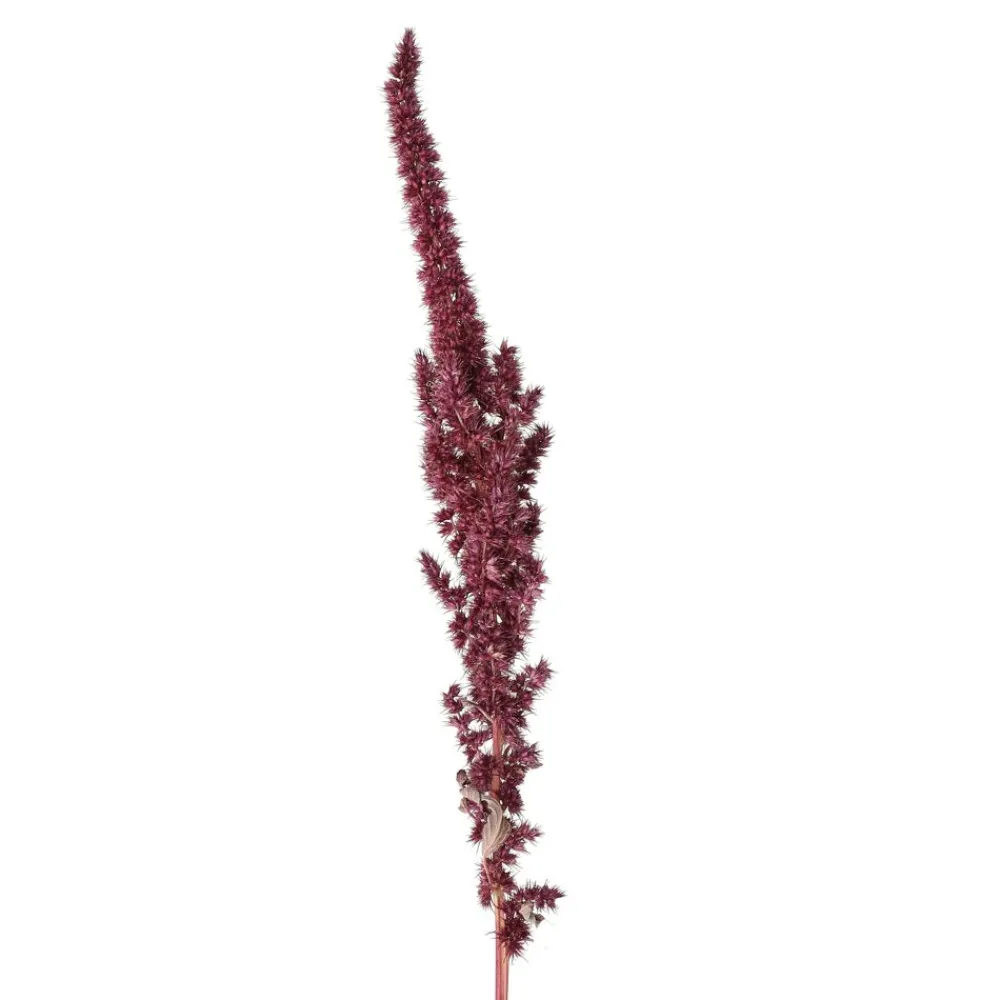 Pomax Fleurs-COLLITA - fleurs séchées - amaranthus natural - H 60 cm - vin