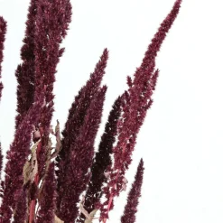 Pomax Fleurs-COLLITA - fleurs séchées - amaranthus natural - H 60 cm - vin