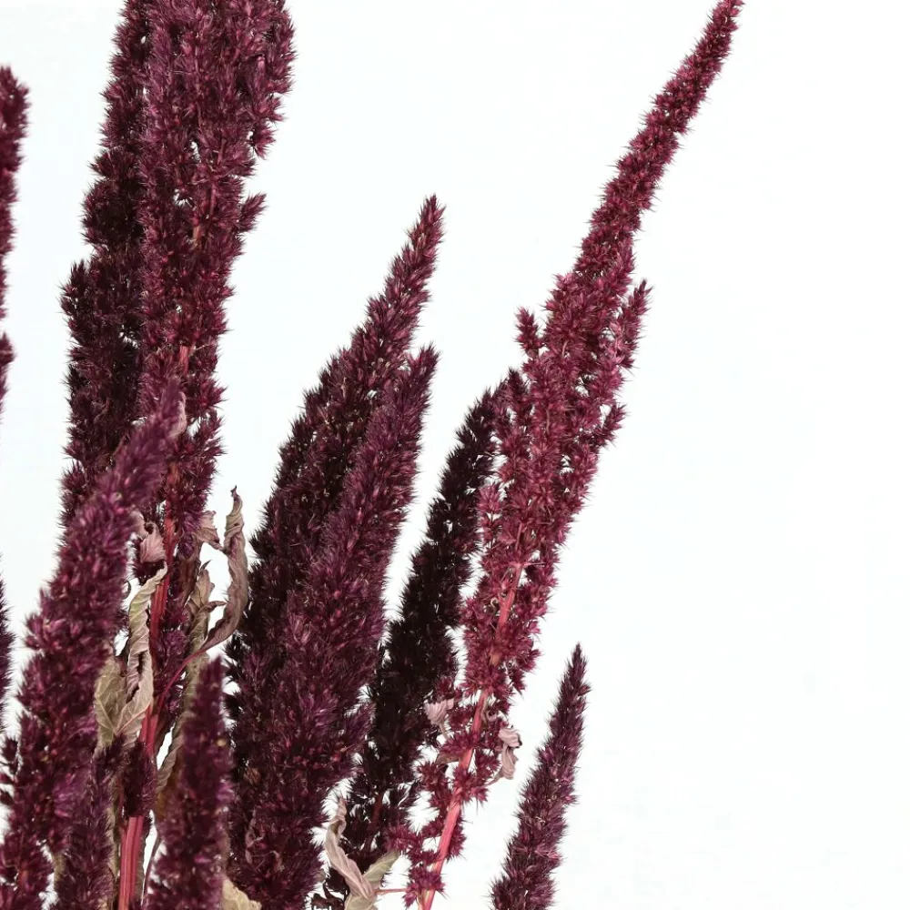 Pomax Fleurs-COLLITA - fleurs séchées - amaranthus natural - H 60 cm - vin