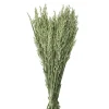 Pomax Fleurs-COLLITA - fleurs séchées - avena natural - H 72 cm - vert