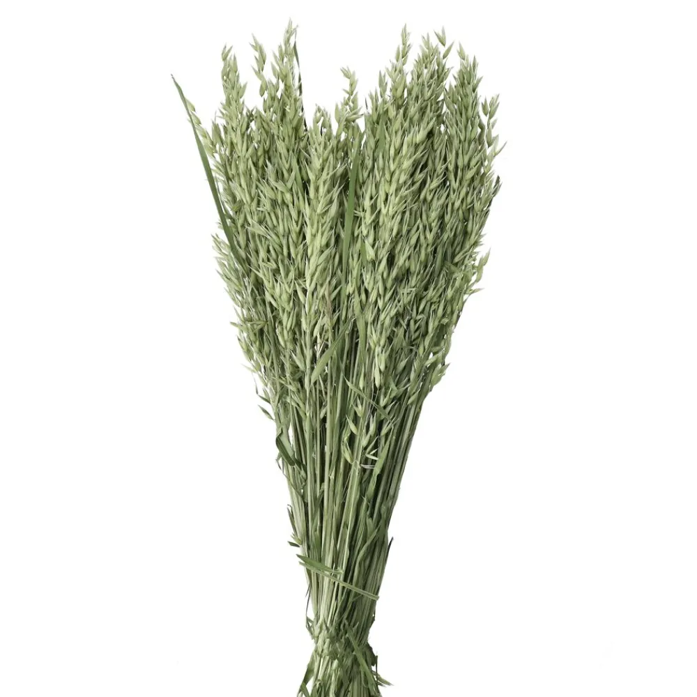 Pomax Fleurs-COLLITA - fleurs séchées - avena natural - H 72 cm - vert