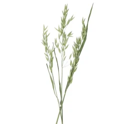 Pomax Fleurs-COLLITA - fleurs séchées - avena natural - H 72 cm - vert