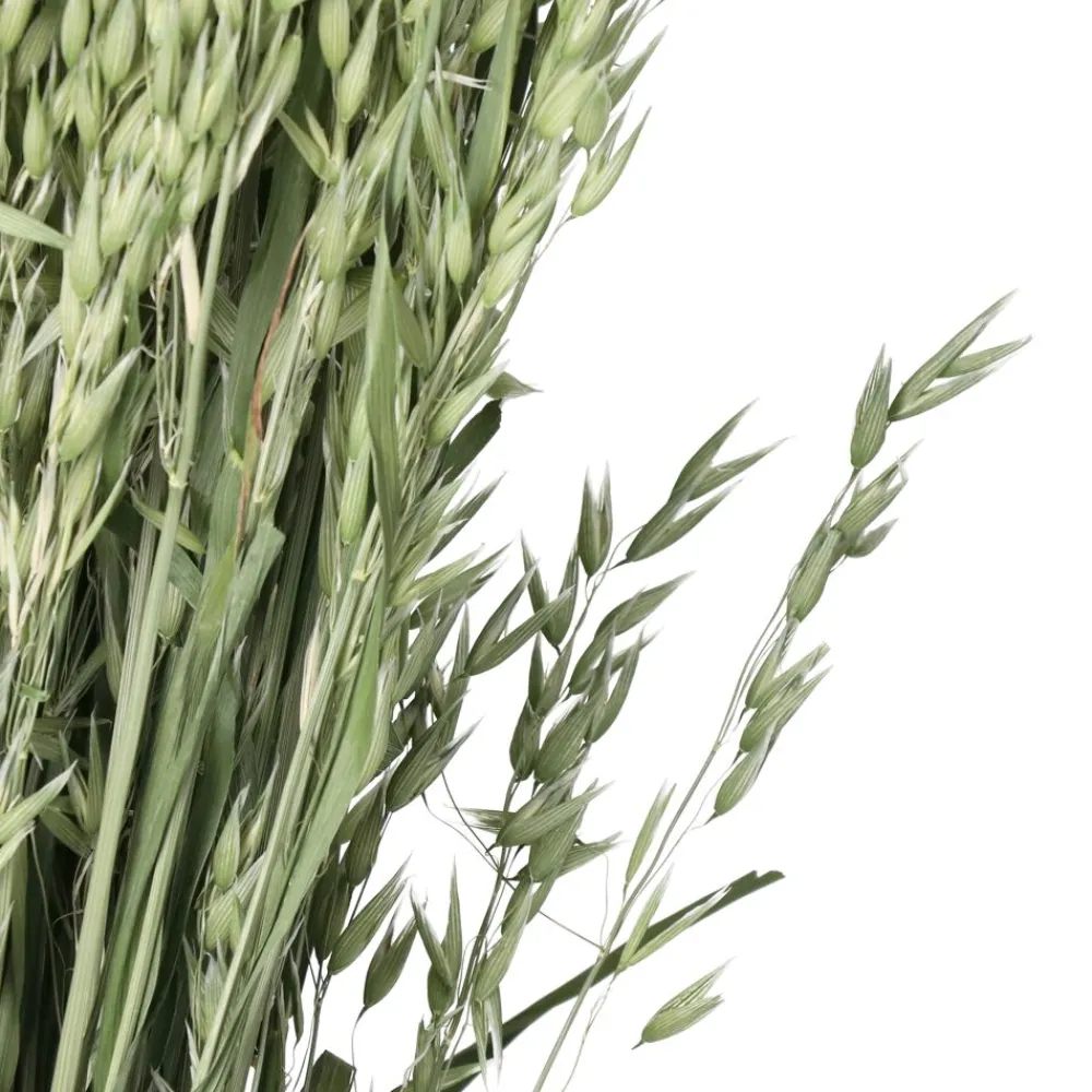Pomax Fleurs-COLLITA - fleurs séchées - avena natural - H 72 cm - vert