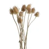 Pomax Fleurs-COLLITA - fleurs séchées - chardon natural - H 50 cm - naturel