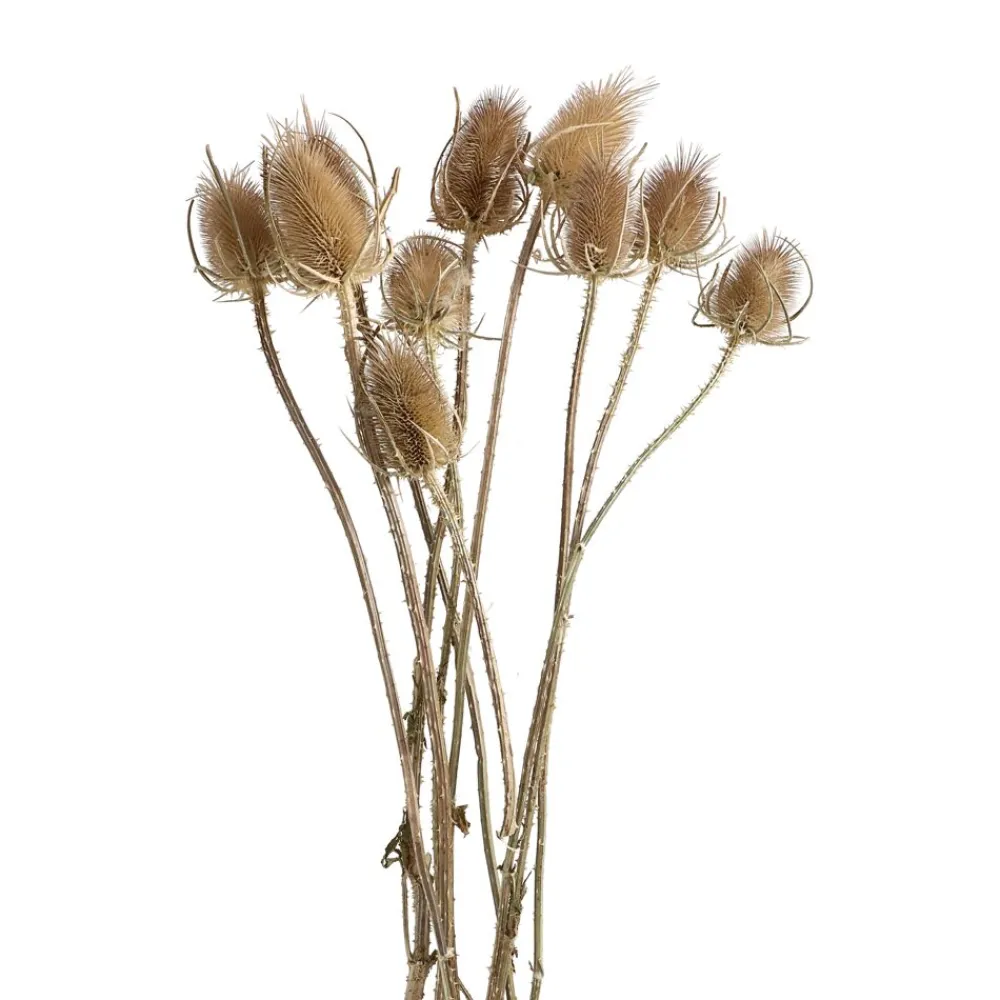 Pomax Fleurs-COLLITA - fleurs séchées - chardon natural - H 50 cm - naturel