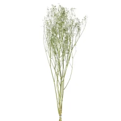 Pomax Fleurs-COLLITA - fleurs séchées - gypsophila natura - H 63 cm - blanc