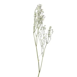 Pomax Fleurs-COLLITA - fleurs séchées - gypsophila natura - H 63 cm - blanc
