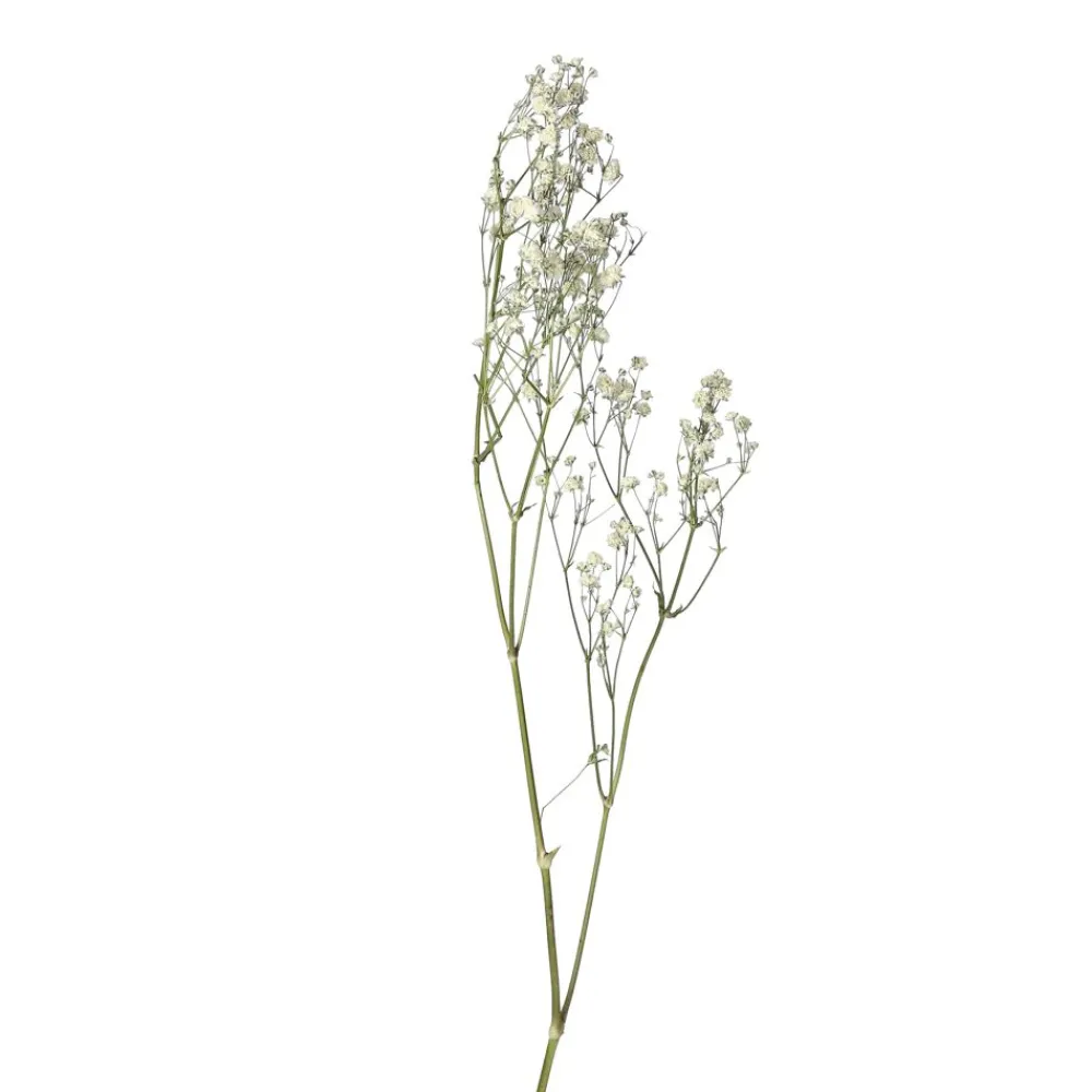 Pomax Fleurs-COLLITA - fleurs séchées - gypsophila natura - H 63 cm - blanc