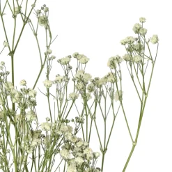 Pomax Fleurs-COLLITA - fleurs séchées - gypsophila natura - H 63 cm - blanc