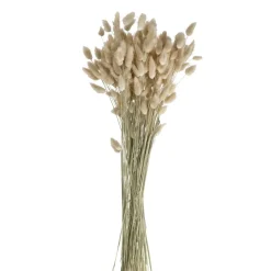 Pomax Fleurs-COLLITA - fleurs séchées - lagurus ovatus natural - H 65 cm - naturel