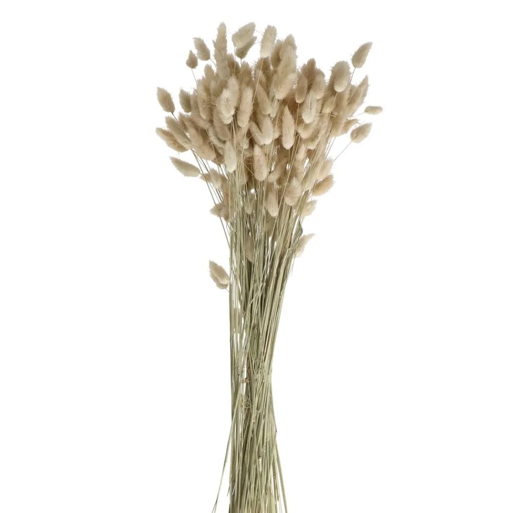 Pomax Fleurs-COLLITA - fleurs séchées - lagurus ovatus natural - H 65 cm - naturel