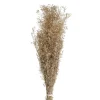 Pomax Fleurs-COLLITA - fleurs séchées - munni grass natural - H 70 cm - naturel
