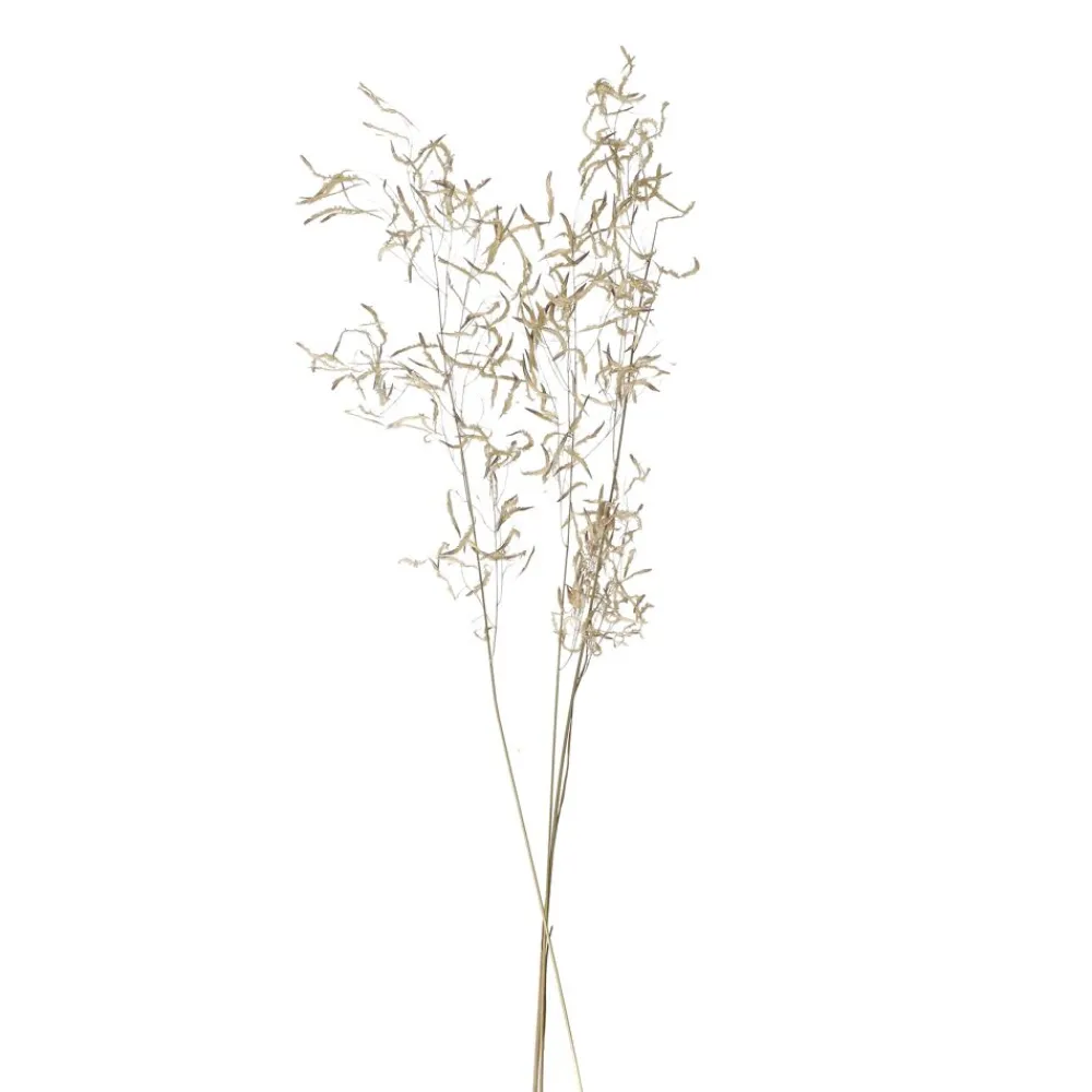 Pomax Fleurs-COLLITA - fleurs séchées - munni grass natural - H 70 cm - naturel