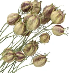 Pomax Fleurs-COLLITA - fleurs séchées - nigella natural - H 62 cm - vert