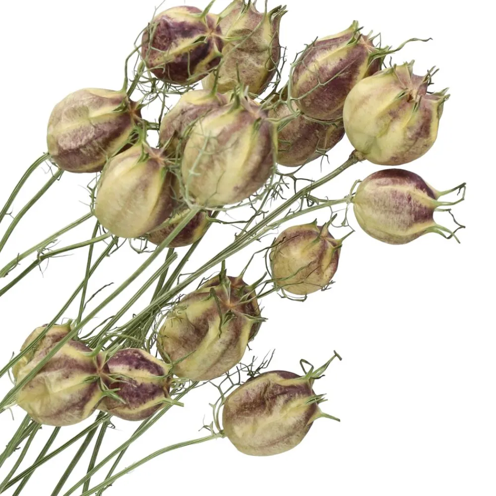 Pomax Fleurs-COLLITA - fleurs séchées - nigella natural - H 62 cm - vert