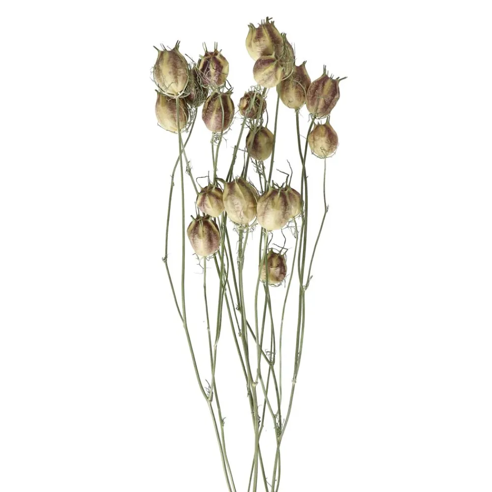Pomax Fleurs-COLLITA - fleurs séchées - nigella natural - H 62 cm - vert