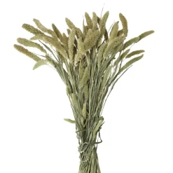 Pomax Fleurs-COLLITA - fleurs séchées - setarea natural - H 70 cm - vert
