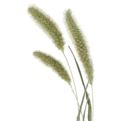 Pomax Fleurs-COLLITA - fleurs séchées - setarea natural - H 70 cm - vert